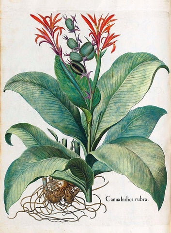 Canna Indica White Modern Wood Framed Art Print with Double Matting by Besler, Basilius