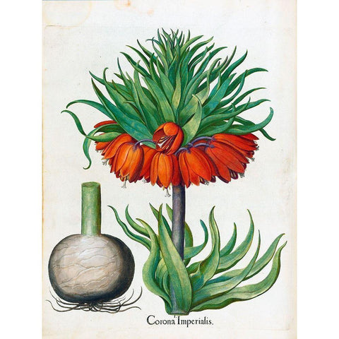 Corona Imperialis Gold Ornate Wood Framed Art Print with Double Matting by Besler, Basilius