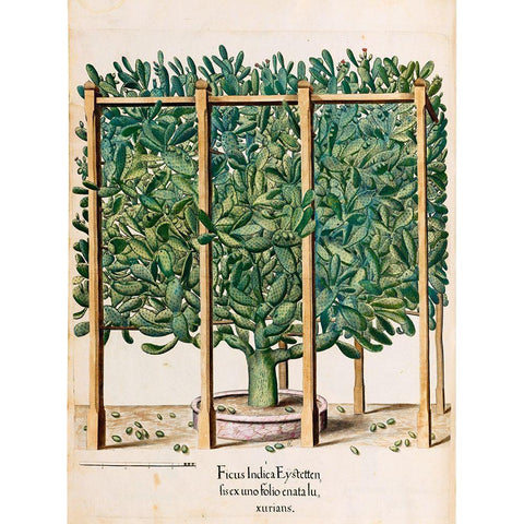 Ficus Gold Ornate Wood Framed Art Print with Double Matting by Besler, Basilius