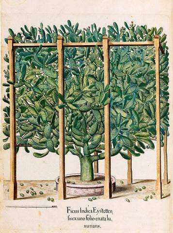 Ficus White Modern Wood Framed Art Print with Double Matting by Besler, Basilius