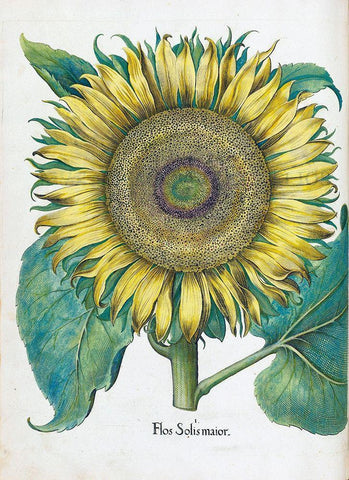 Sunflower White Modern Wood Framed Art Print with Double Matting by Besler, Basilius