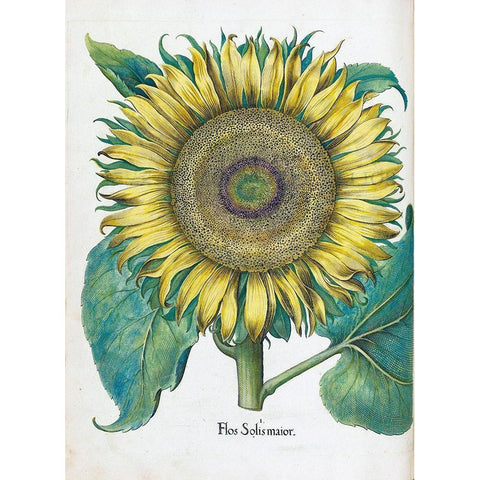 Sunflower Gold Ornate Wood Framed Art Print with Double Matting by Besler, Basilius