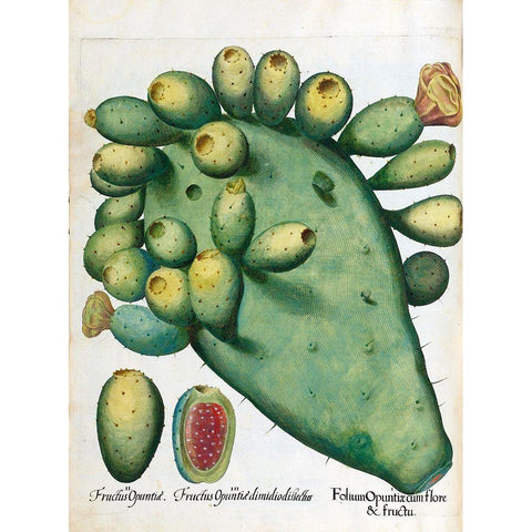 Cactus Gold Ornate Wood Framed Art Print with Double Matting by Besler, Basilius