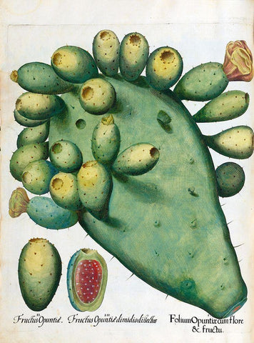 Cactus Black Ornate Wood Framed Art Print with Double Matting by Besler, Basilius