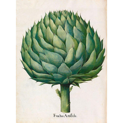 Artichoke Gold Ornate Wood Framed Art Print with Double Matting by Besler, Basilius