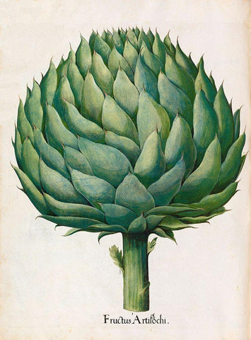 Artichoke White Modern Wood Framed Art Print with Double Matting by Besler, Basilius