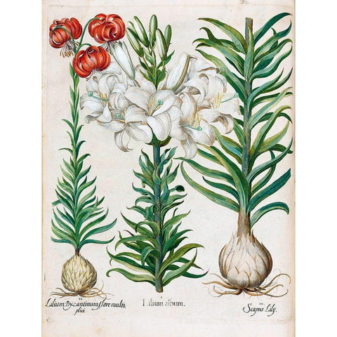Lilies Gold Ornate Wood Framed Art Print with Double Matting by Besler, Basilius