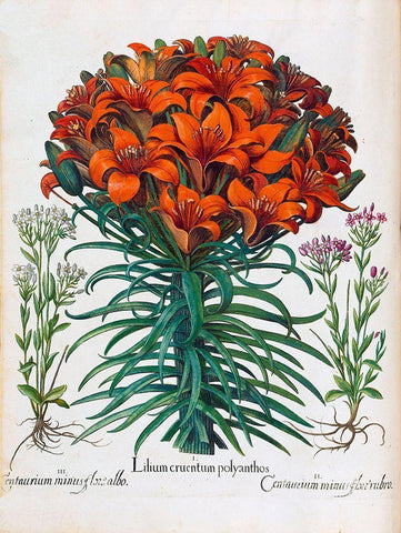 Lily, Polyanthus Black Ornate Wood Framed Art Print with Double Matting by Besler, Basilius