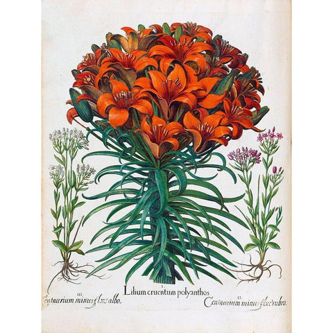 Lily, Polyanthus Gold Ornate Wood Framed Art Print with Double Matting by Besler, Basilius