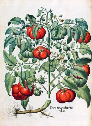 Tomato White Modern Wood Framed Art Print with Double Matting by Besler, Basilius
