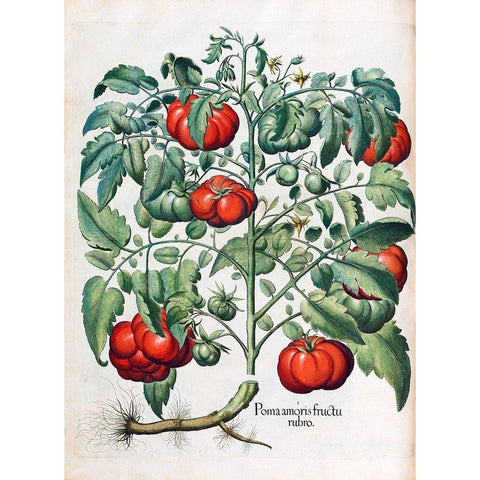 Tomato Gold Ornate Wood Framed Art Print with Double Matting by Besler, Basilius