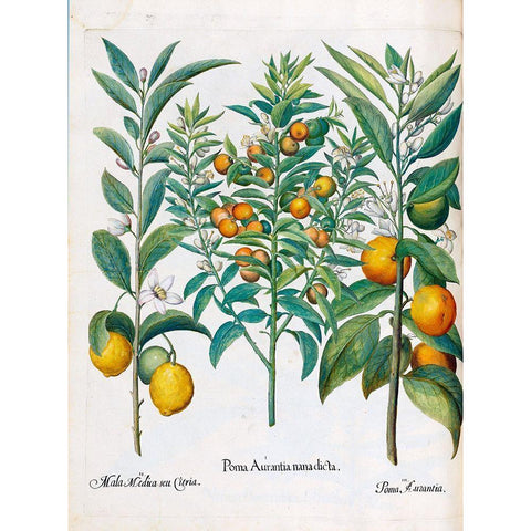 Orange, Lemons Gold Ornate Wood Framed Art Print with Double Matting by Besler, Basilius