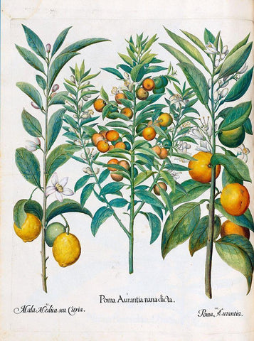Orange, Lemons White Modern Wood Framed Art Print with Double Matting by Besler, Basilius