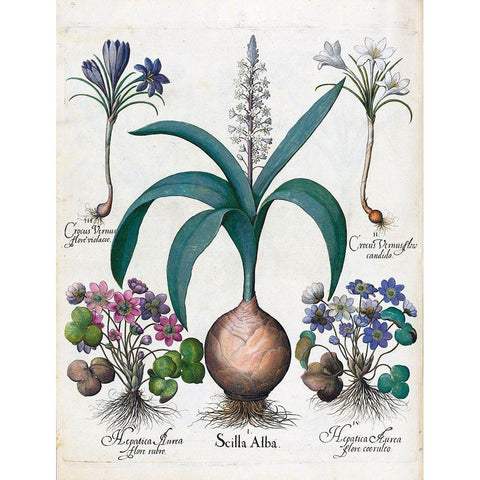 Crocus, Alba and Hepatica Gold Ornate Wood Framed Art Print with Double Matting by Besler, Basilius