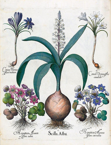 Crocus, Alba and Hepatica White Modern Wood Framed Art Print with Double Matting by Besler, Basilius