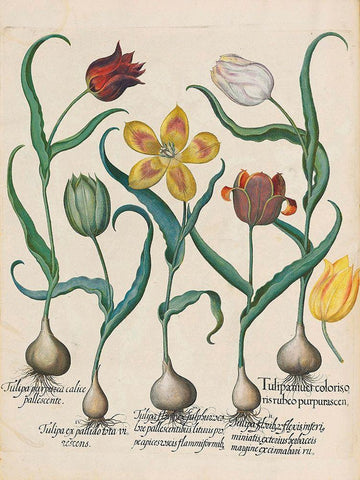 Tulips Black Ornate Wood Framed Art Print with Double Matting by Besler, Basilius