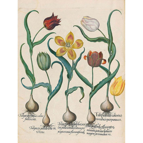 Tulips Gold Ornate Wood Framed Art Print with Double Matting by Besler, Basilius