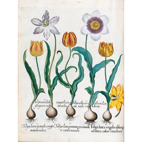 Tullips Gold Ornate Wood Framed Art Print with Double Matting by Besler, Basilius