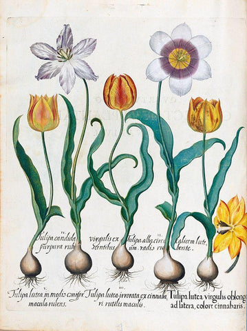 Tullips Black Ornate Wood Framed Art Print with Double Matting by Besler, Basilius