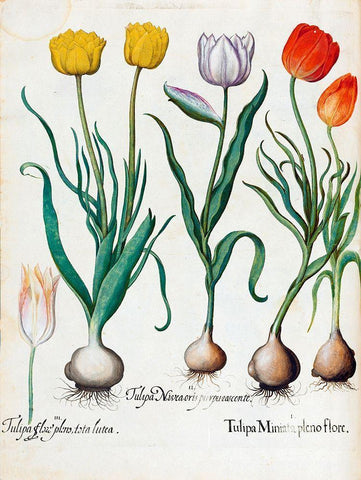 Tulips Black Ornate Wood Framed Art Print with Double Matting by Besler, Basilius