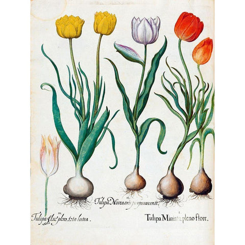 Tulips Gold Ornate Wood Framed Art Print with Double Matting by Besler, Basilius