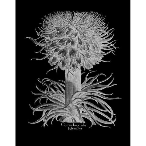 Corona Imperialis Polyanthos Black Modern Wood Framed Art Print with Double Matting by Besler, Basilius