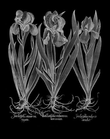 Iris Latifolia Black Ornate Wood Framed Art Print with Double Matting by Besler, Basilius