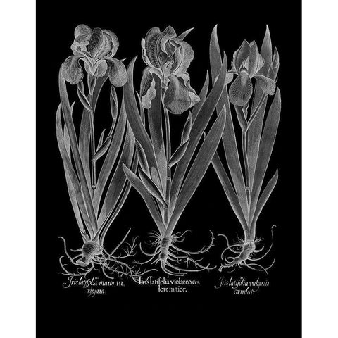 Iris Latifolia Black Modern Wood Framed Art Print with Double Matting by Besler, Basilius