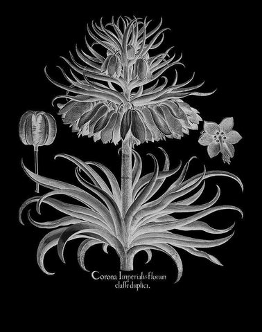 Corona Imperialis Florum Black Ornate Wood Framed Art Print with Double Matting by Besler, Basilius