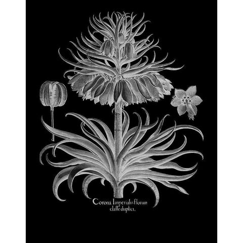 Corona Imperialis Florum Black Modern Wood Framed Art Print with Double Matting by Besler, Basilius