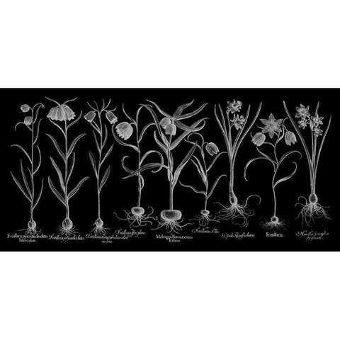 Fritillariae Black Modern Wood Framed Art Print with Double Matting by Besler, Basilius