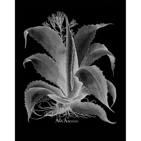 Aloe Americana Black Modern Wood Framed Art Print with Double Matting by Besler, Basilius