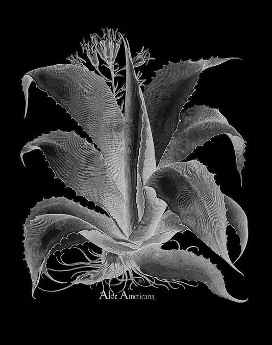 Image Only