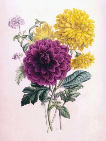 Chrysanthemum Black Ornate Wood Framed Art Print with Double Matting by Andrews, James