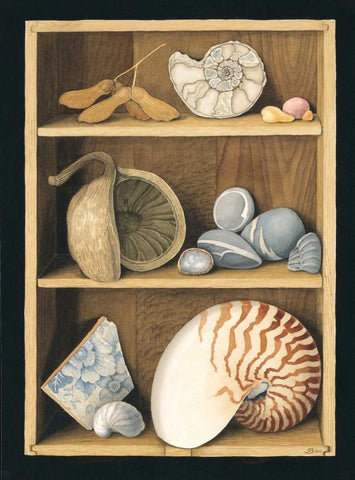 Shells on Shelves White Modern Wood Framed Art Print with Double Matting by Baron, Jenny