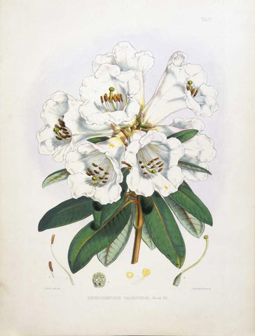 Rhododendron Dalhousiae White Modern Wood Framed Art Print with Double Matting by Hooker, Joseph Dalton