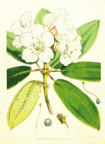 Rhododendron Aucklandii Black Ornate Wood Framed Art Print with Double Matting by Hooker, Joseph