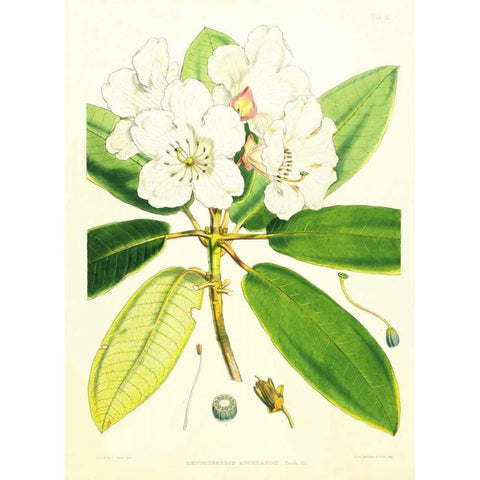 Rhododendron Aucklandii Black Modern Wood Framed Art Print with Double Matting by Hooker, Joseph