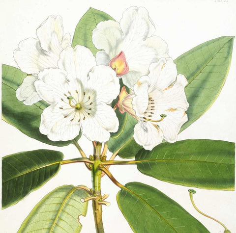 Rhododendron Aucklandii Flower White Modern Wood Framed Art Print with Double Matting by Hooker, Joseph Dalton