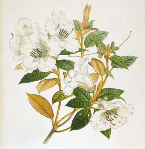Rhododendron Edgeworthi Flower Black Ornate Wood Framed Art Print with Double Matting by Hooker, Joseph Dalton
