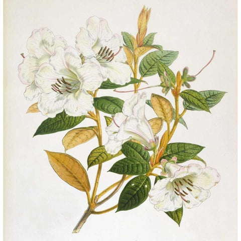 Rhododendron Edgeworthi Flower Black Modern Wood Framed Art Print with Double Matting by Hooker, Joseph Dalton