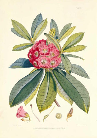 Rhododendron Barbatum Black Ornate Wood Framed Art Print with Double Matting by Hooker, Joseph
