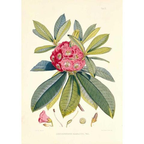 Rhododendron Barbatum Gold Ornate Wood Framed Art Print with Double Matting by Hooker, Joseph