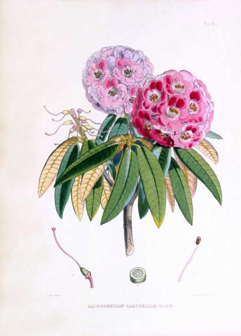 Rhododendron Campbelliae White Modern Wood Framed Art Print with Double Matting by Hooker, Joseph Dalton