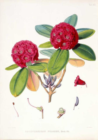 Rhododendron Fulgens Black Ornate Wood Framed Art Print with Double Matting by Hooker, Joseph