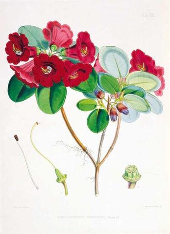 Rhododendron Thomsoni White Modern Wood Framed Art Print with Double Matting by Hooker, Joseph
