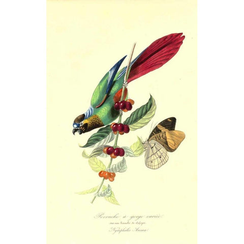 Parakeet on Coffee Bush Black Modern Wood Framed Art Print with Double Matting by Anonymous, 1842