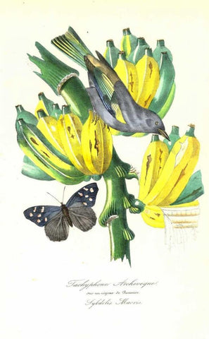 Finch on Bunch of Bananas White Modern Wood Framed Art Print with Double Matting by Anonymous, 1842