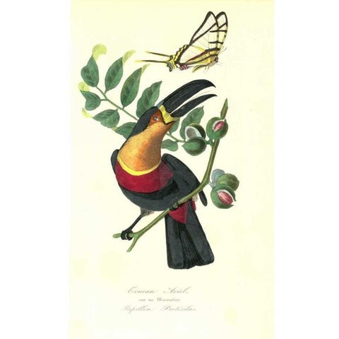 Toucan on Nutmeg Tree Black Modern Wood Framed Art Print with Double Matting by Anonymous, 1842