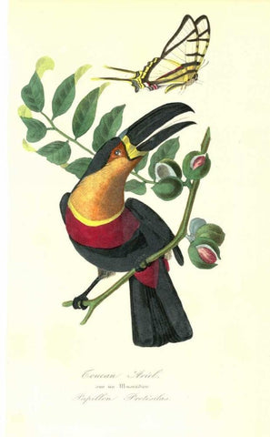 Toucan on Nutmeg Tree White Modern Wood Framed Art Print with Double Matting by Anonymous, 1842